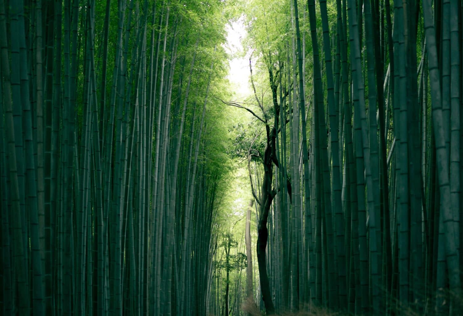 Global tech company based in Kyoto, Japan, known for its stunning bamboo forest.