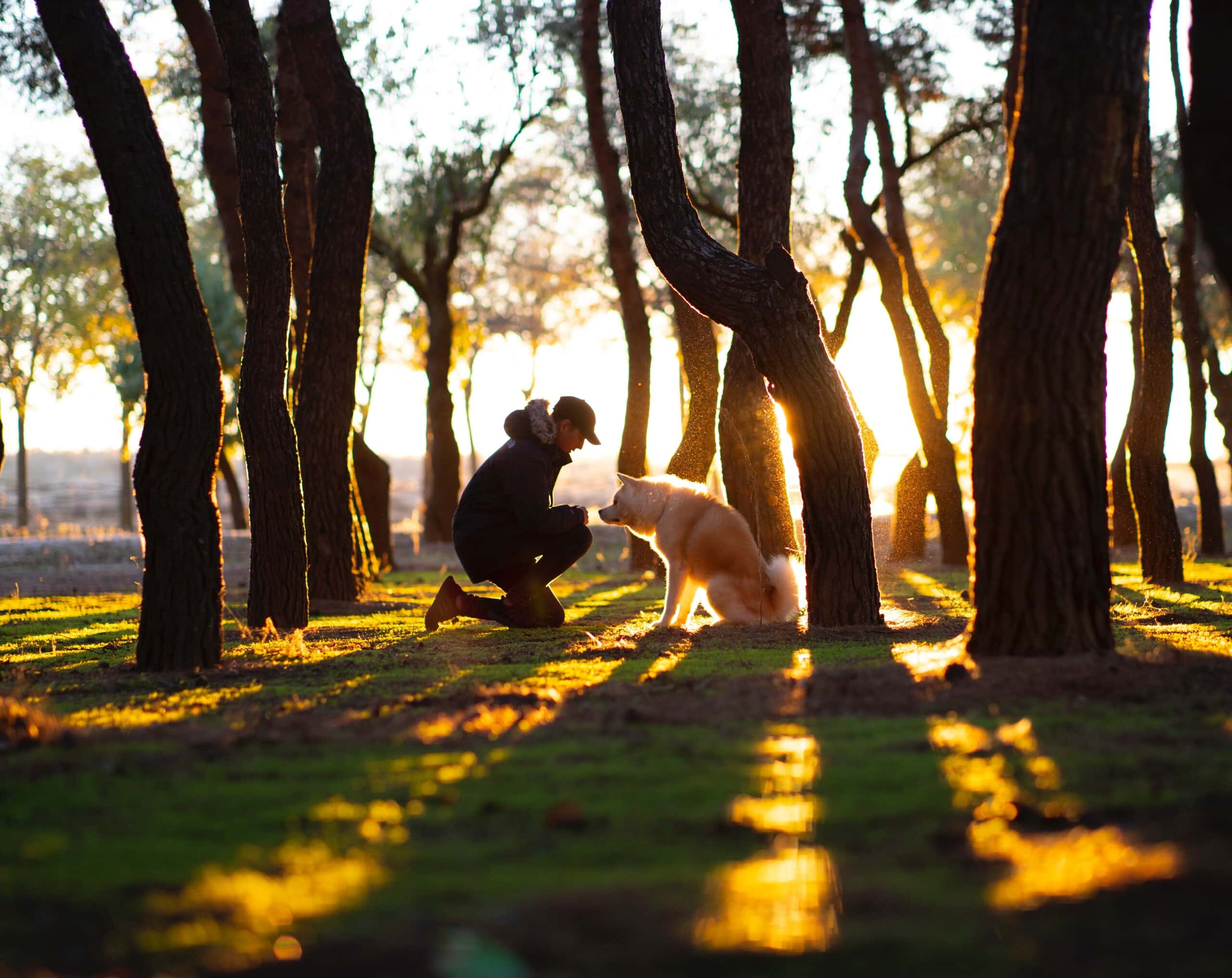 A man kneeling down next to a dog in the woods, seeking solace and company.