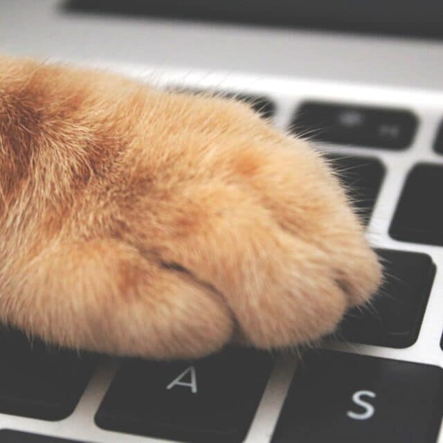 A global tech company's cat's paw delicately taps on a laptop keyboard.